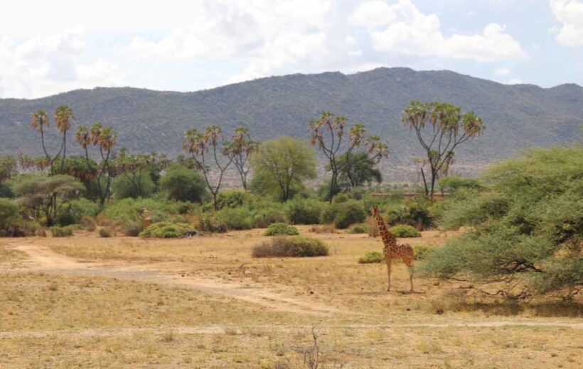 6 Days Olpejeta, Samburu and Masai Mara