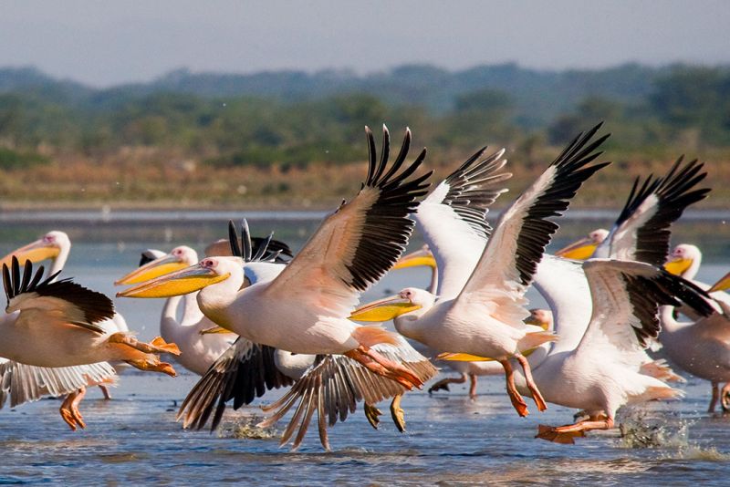 Lake Naivasha