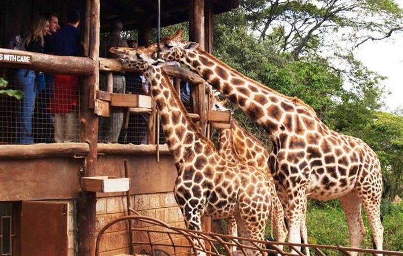 1/2 Day safari at Giraffe center and Animal Orphanage Nairobi